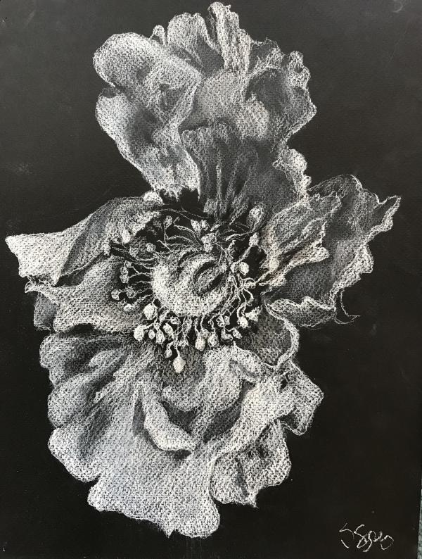 "Iris" Pastel Pencil on Black Paper